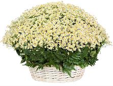 Цветочная композиция из Ромашки в корзине #REPLACE_PRED# Раздолье Новгородская область